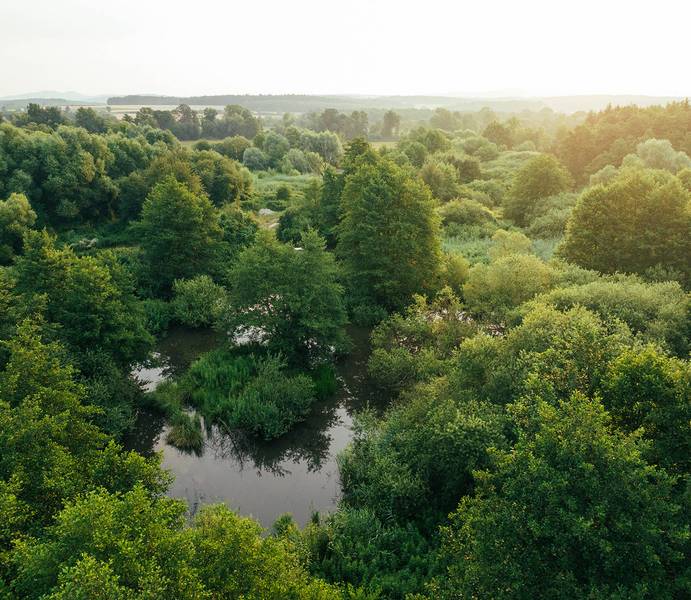 Bad Tatzmannsdorfer Heilmoor